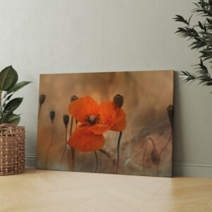raxxa Canva: Mohnblume