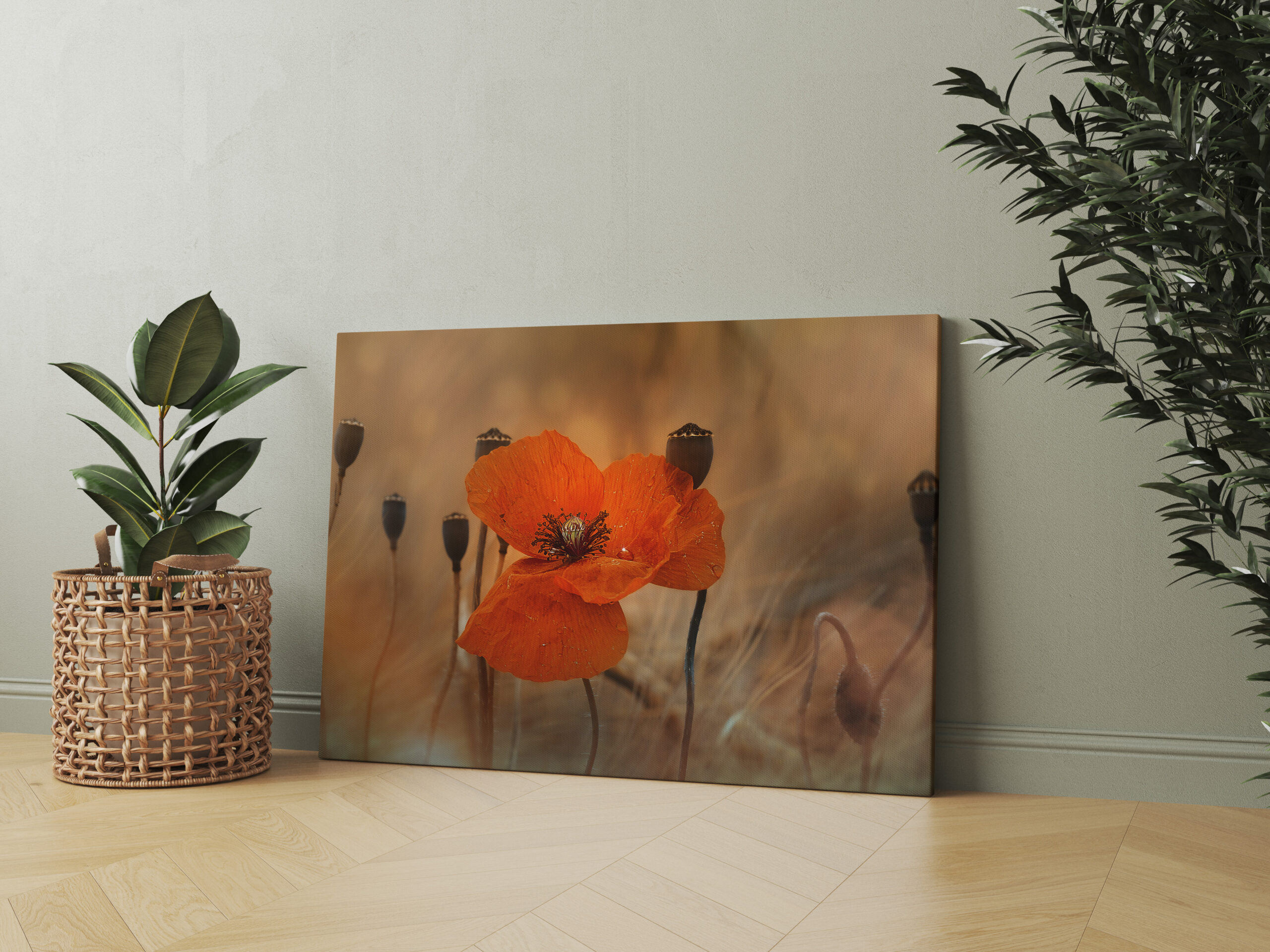 raxxa Canva: Mohnblume