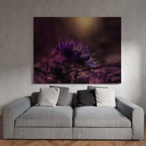 raxxa Canva: Lila Sinfonie