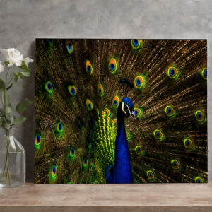 raxxa Canva: Pfau