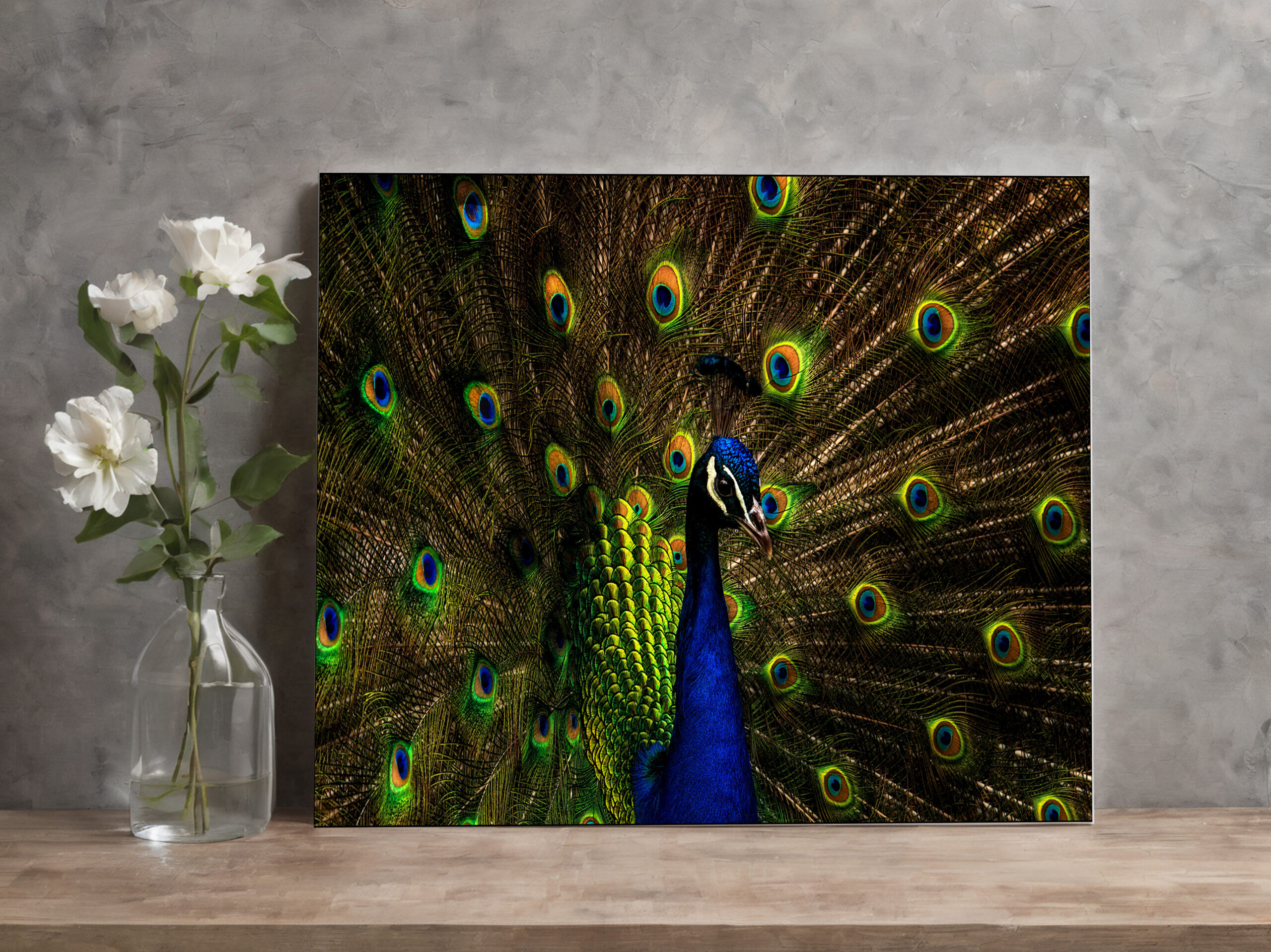 raxxa Canva: Pfau