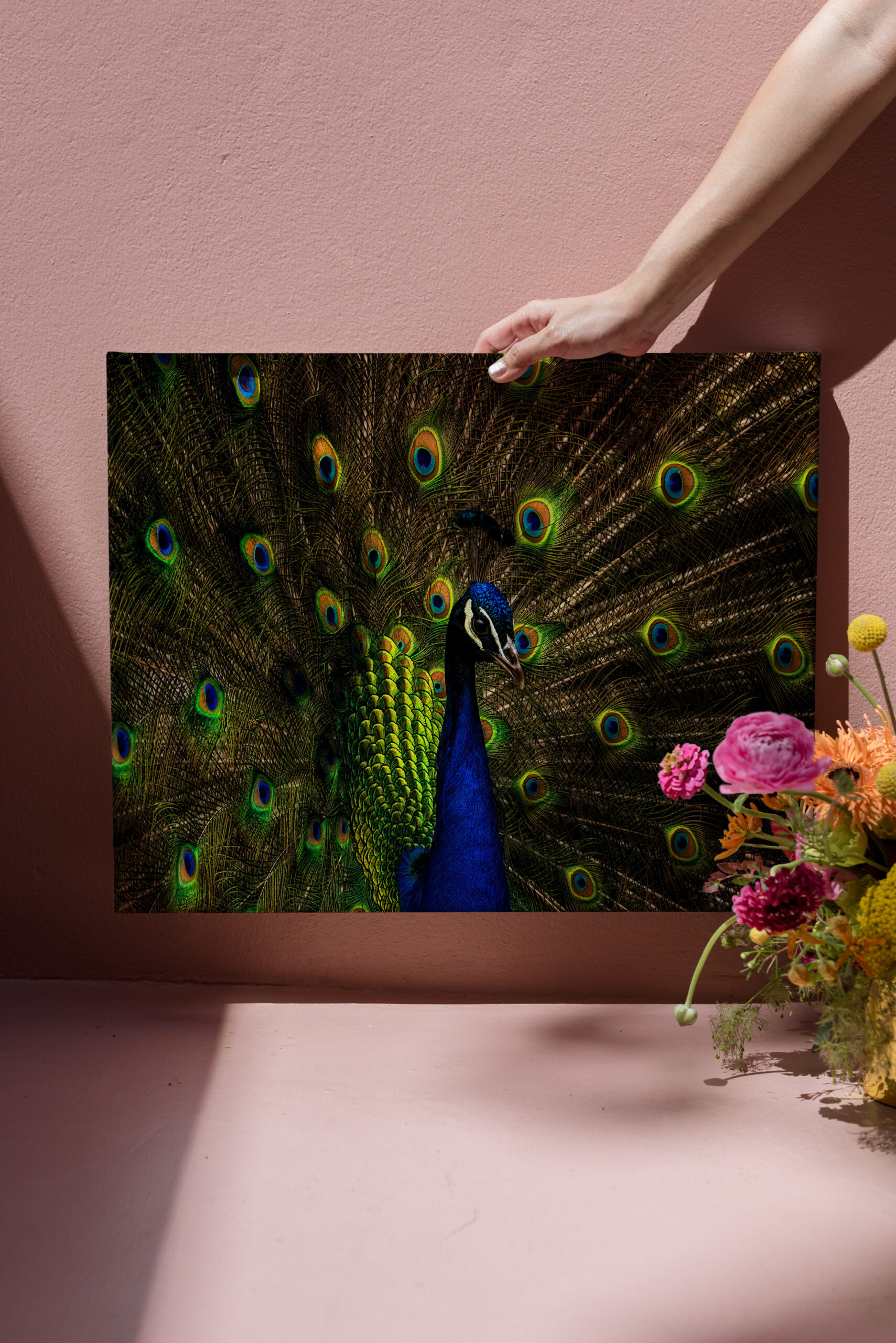 raxxa Canva: Pfau - immagine 2