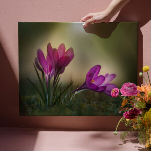 raxxa Canva: Pink spring