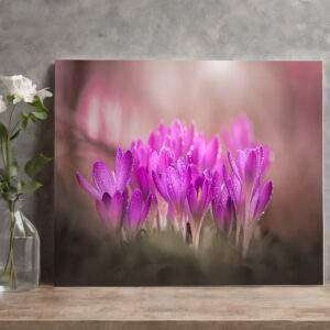 raxxa Canva: Rosa Zauber