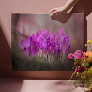 raxxa Canva: Rosa Zauber
