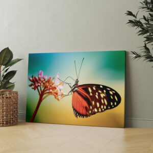 raxxa Canva: Butterfly
