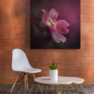 raxxa Canva: Wildrose