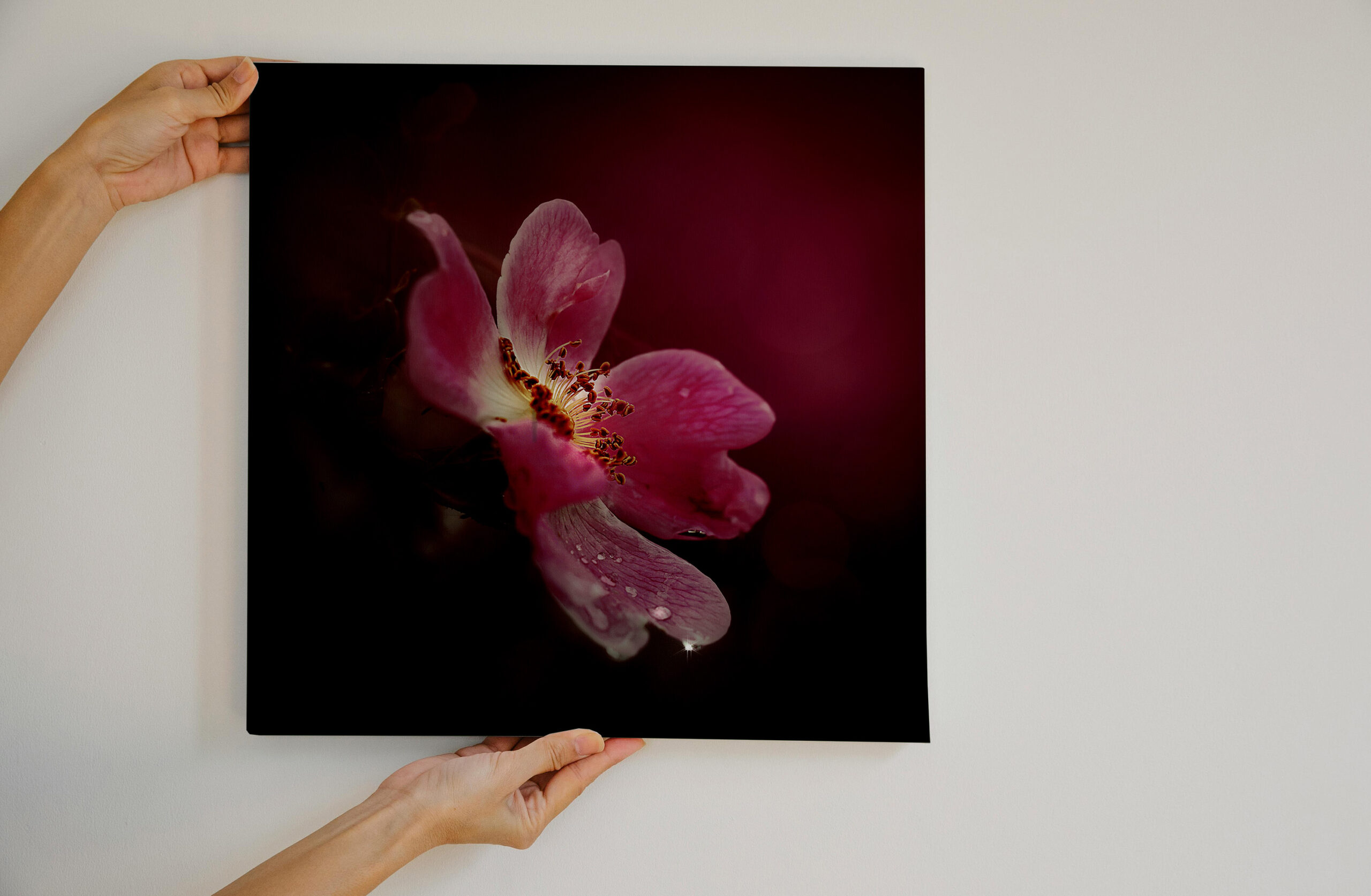 raxxa Canva: Wildrose – Image 3