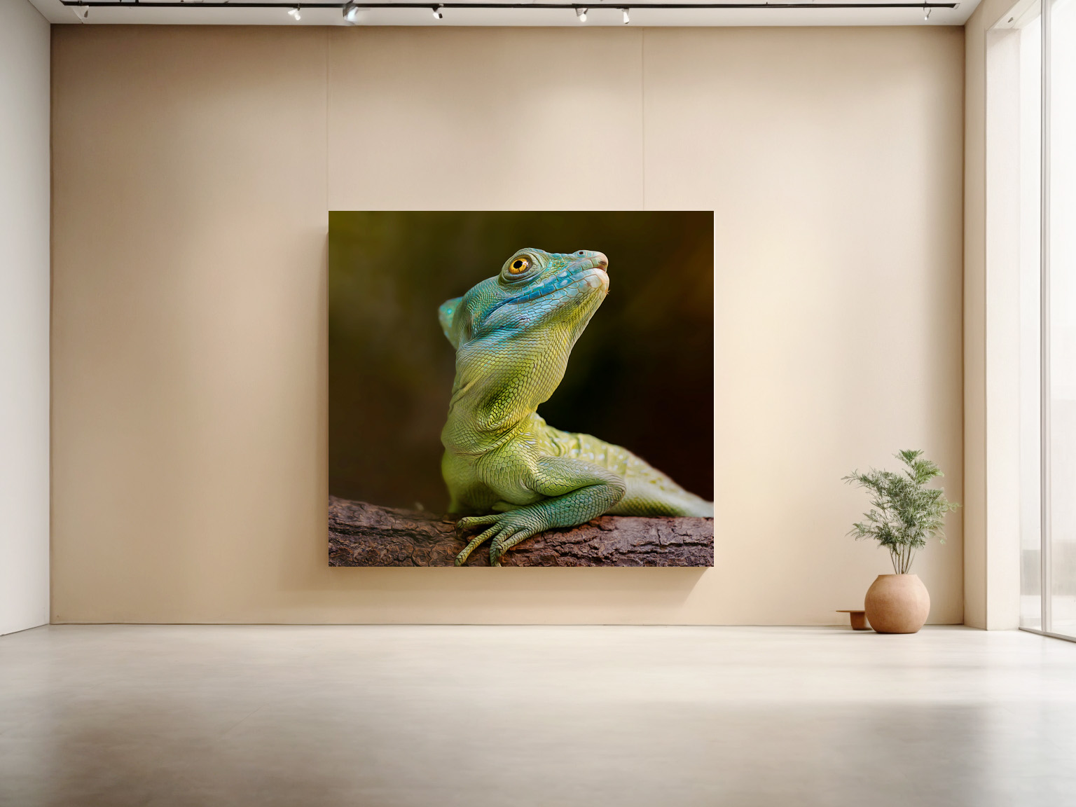 raxxa Canva: Schönling - Imagen 2