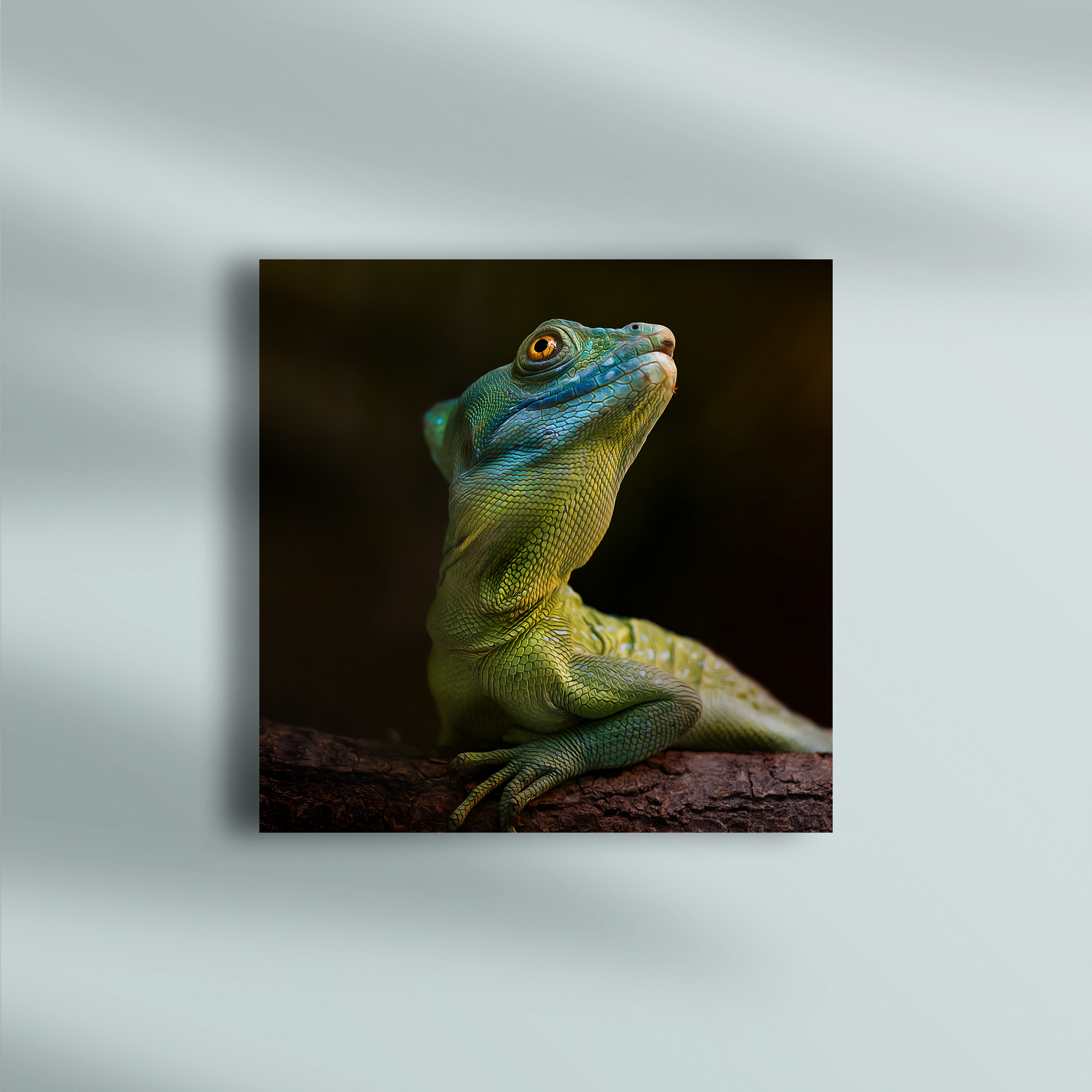 raxxa Canva: Schönling - Imagen 3