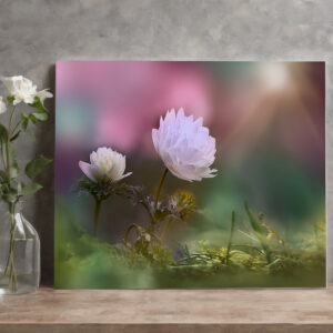 raxxa Canva: White flower