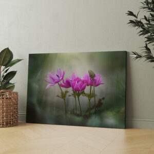raxxa Canva: pink spring