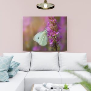 raxxa Canva: In the flower country