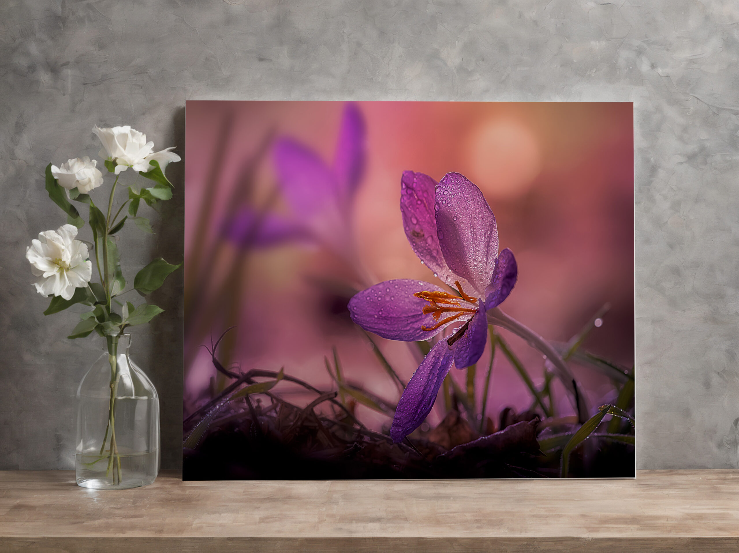 raxxa Canva: pink crocus