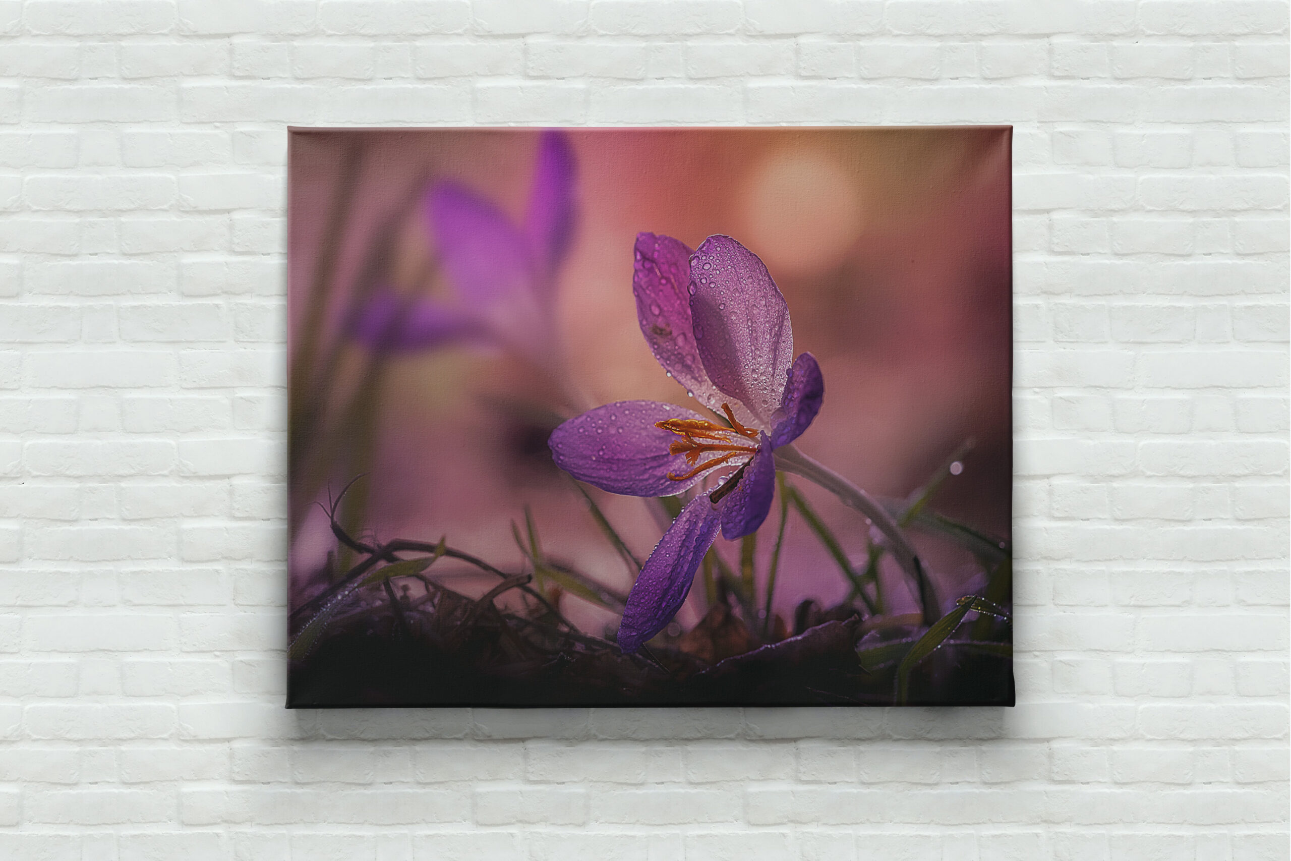 raxxa Canva: pink crocus – Image 2