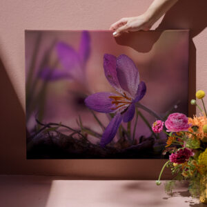 raxxa Canva: pink crocus