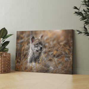 raxxa Canva: Siberian Husky