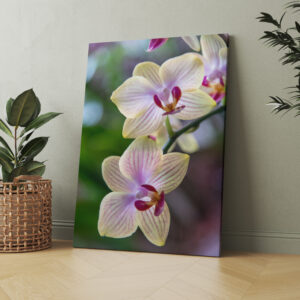 raxxa Canva: Phalaenopsis Hybride Schmetterlingsorchidee