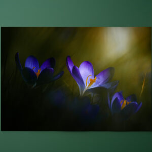 raxxa Premium-Tischset: Krokusse