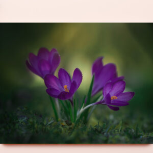 raxxa Premium-Tischset: Lila Krokusse