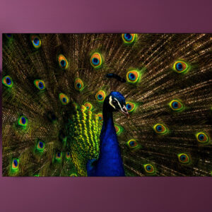 raxxa Premium-Tischset: Pfau