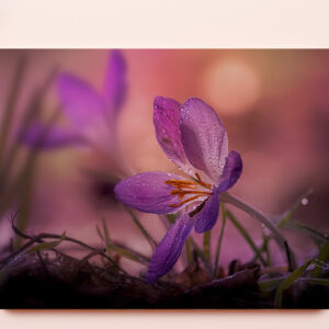 raxxa Premium-Tischset: pink crocus