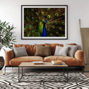 Poster: Pfau
