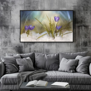 Poster: Krokus im Schnee