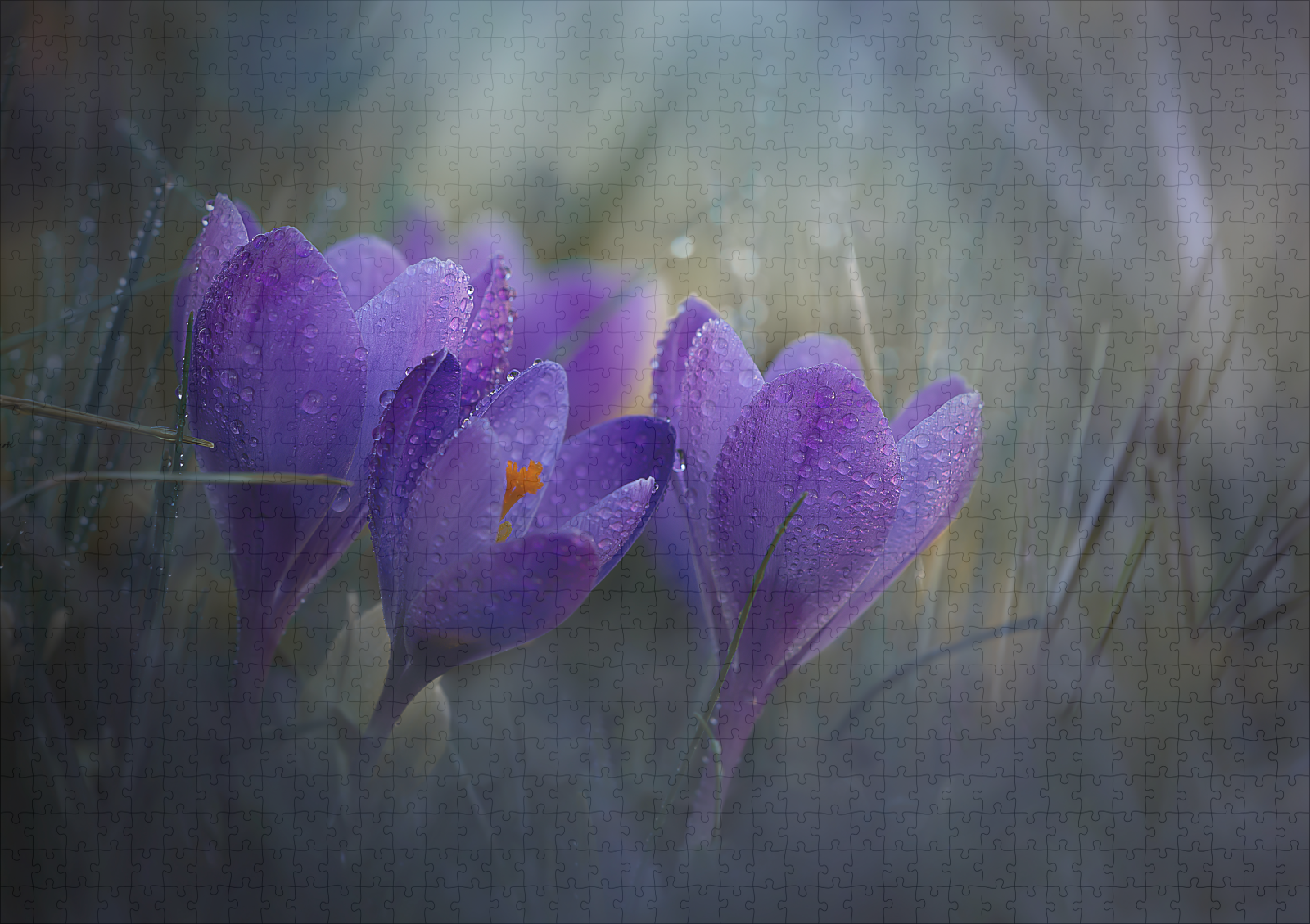 raxxa Premium-Puzzle: Erwachen - Image 2