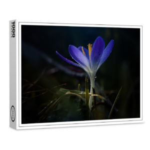 raxxa Premium-Puzzle: Blue Crocus