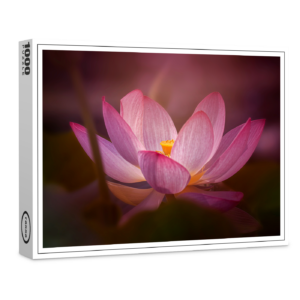 raxxa Premium-Puzzle: Wasserrose