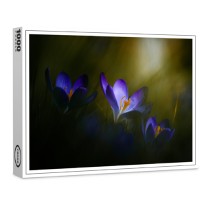raxxa Premium-Puzzle: Krokusse