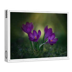 raxxa Premium-Puzzle: Lila Krokusse