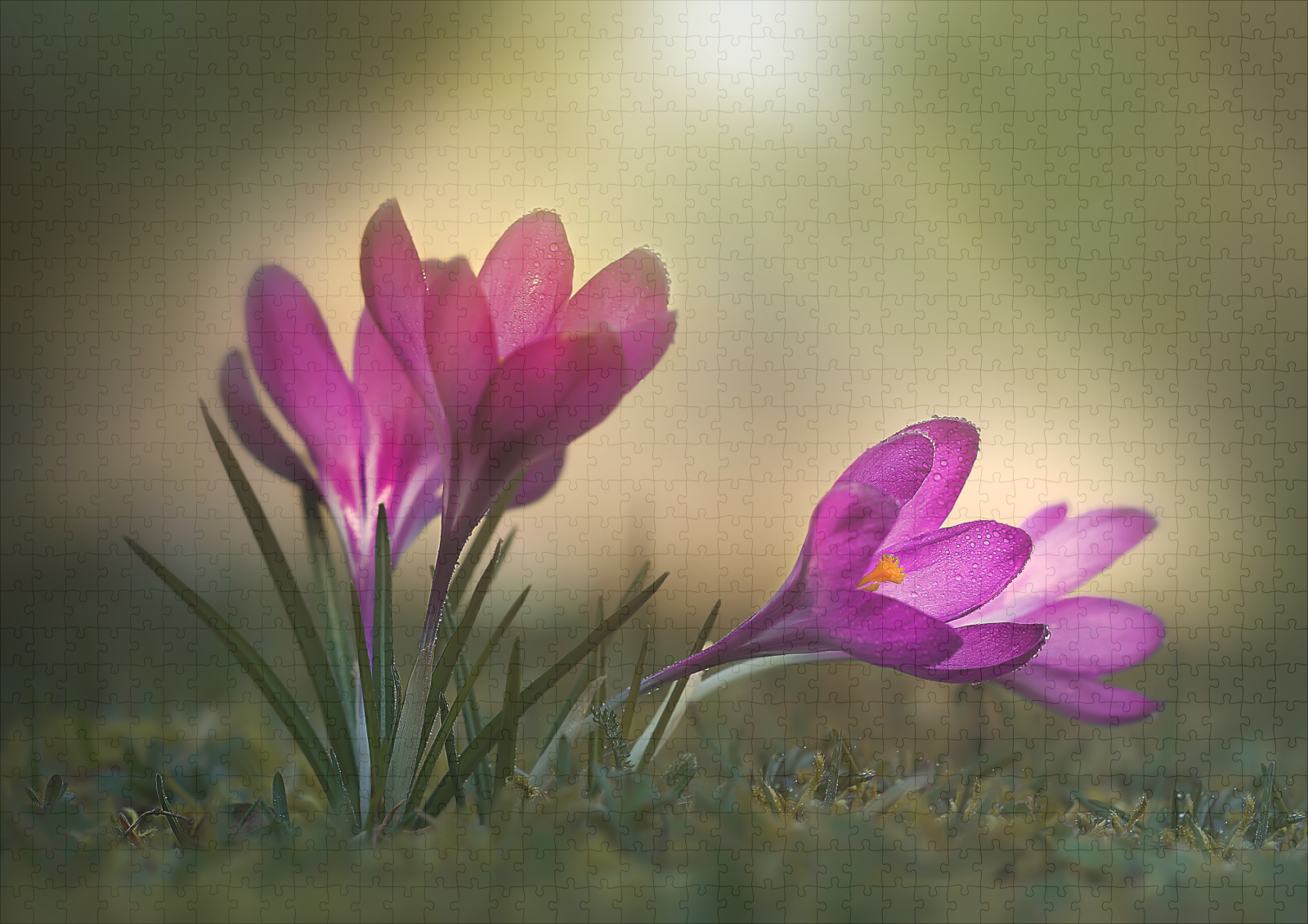 raxxa Premium-Puzzle: Pink spring - Imagen 2
