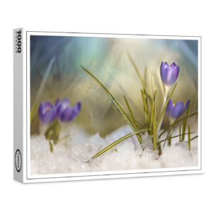 raxxa Premium-Puzzle: Krokus im Schnee