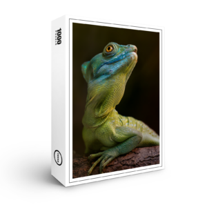 raxxa Premium-Puzzle: Schönling