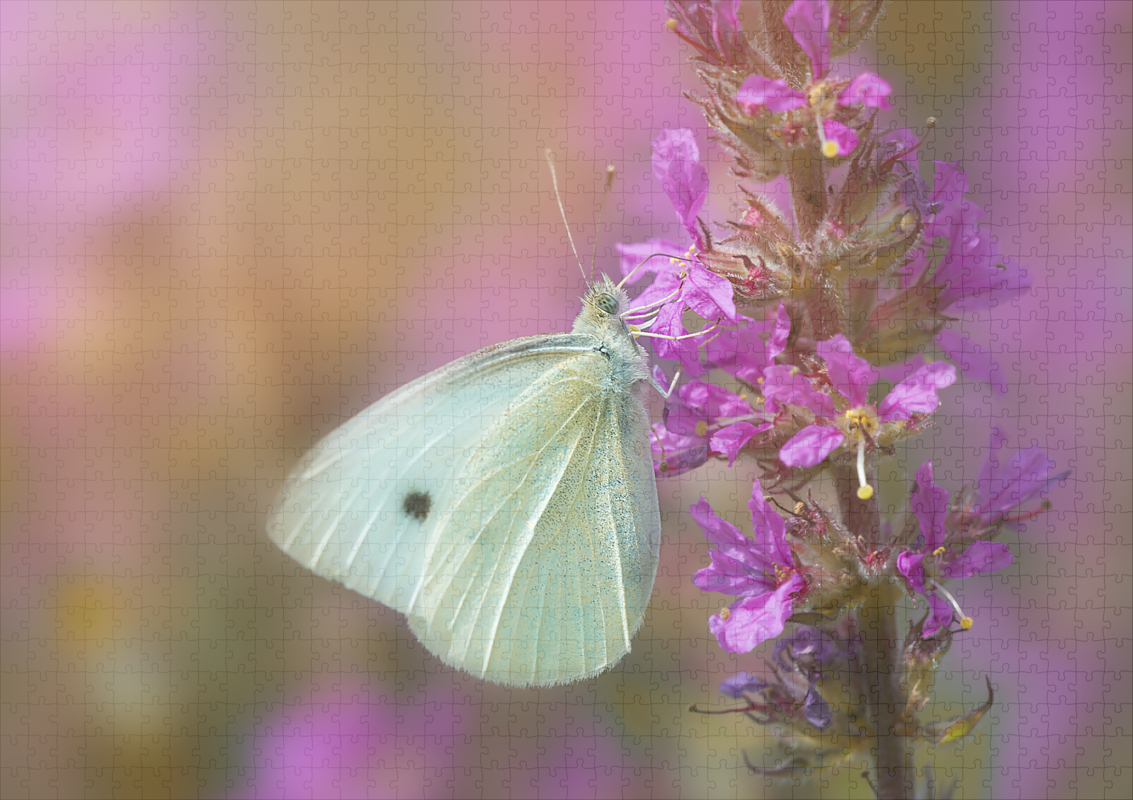 raxxa Premium-Puzzle: In the flower country – Bild 2
