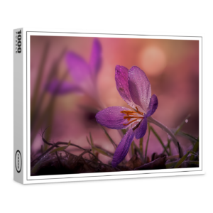 raxxa Premium-Puzzle: pink crocus
