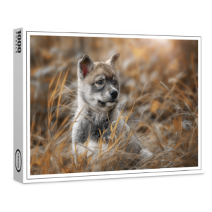 raxxa Premium-Puzzle: Siberian Husky