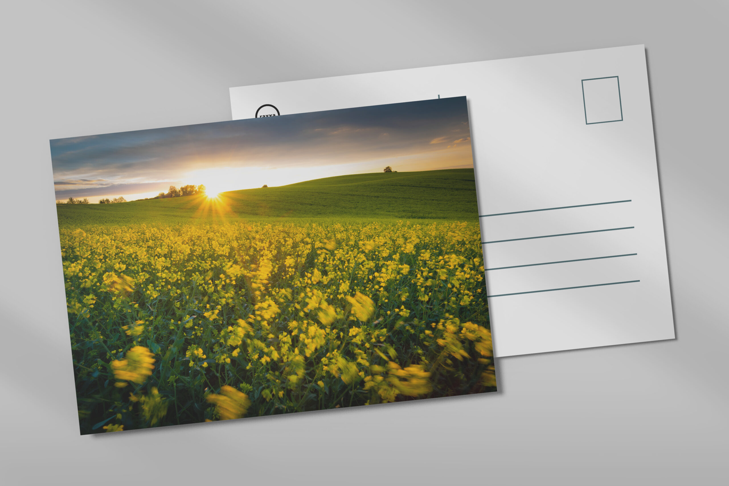 raxxa Postkarte: Rapsfeld im Sonnenuntergang
