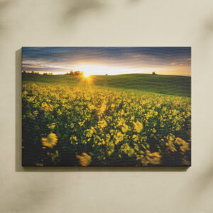 raxxa Canva: Rapsfeld im Sonnenuntergang