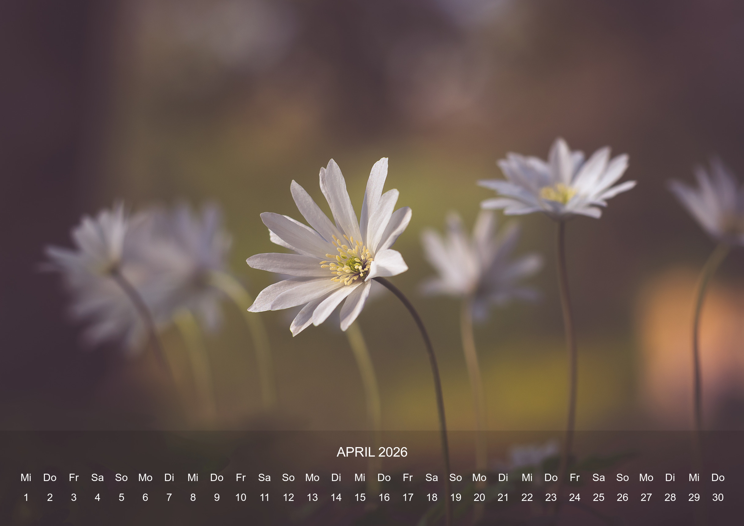 raxxa Premium-Monatskalender Stilles Leben 2026 - Imagen 6