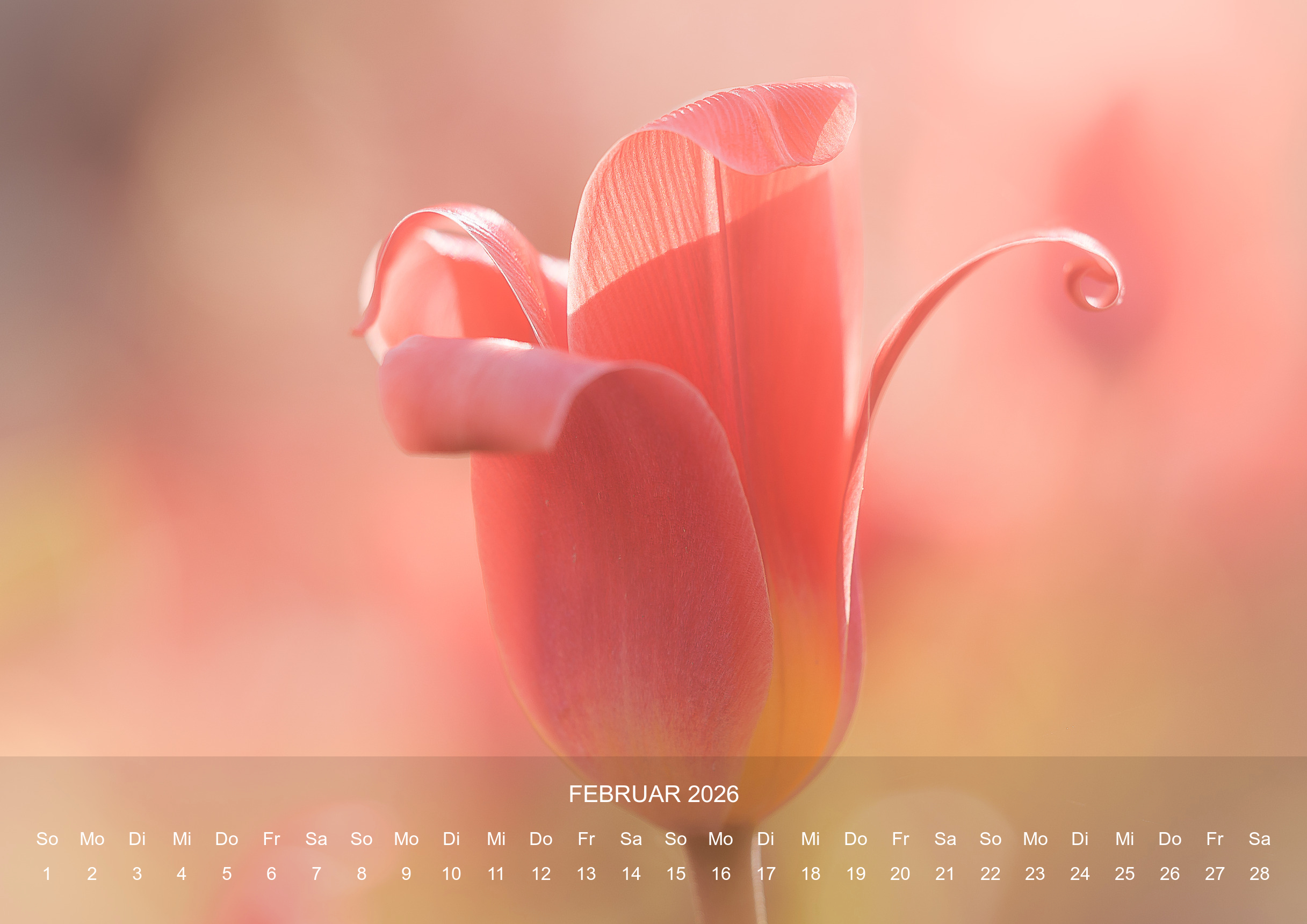 raxxa Premium-Monatskalender Silent Life 2026 – Bild 4