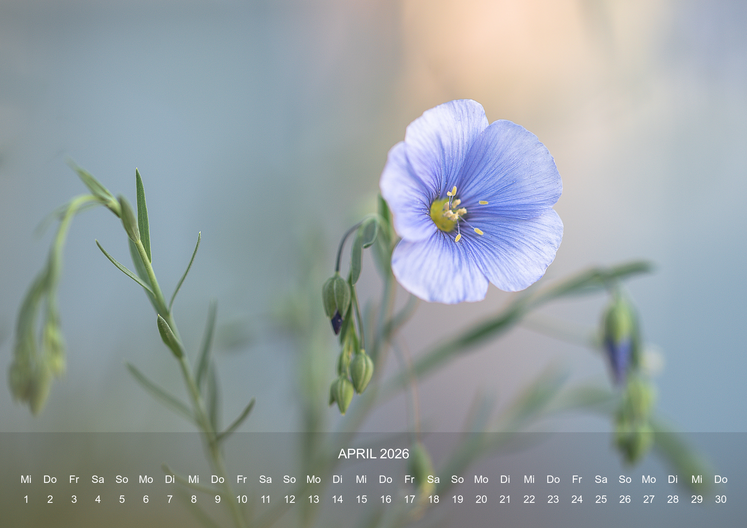 raxxa Premium-Monatskalender Silent Life 2026 – Bild 6