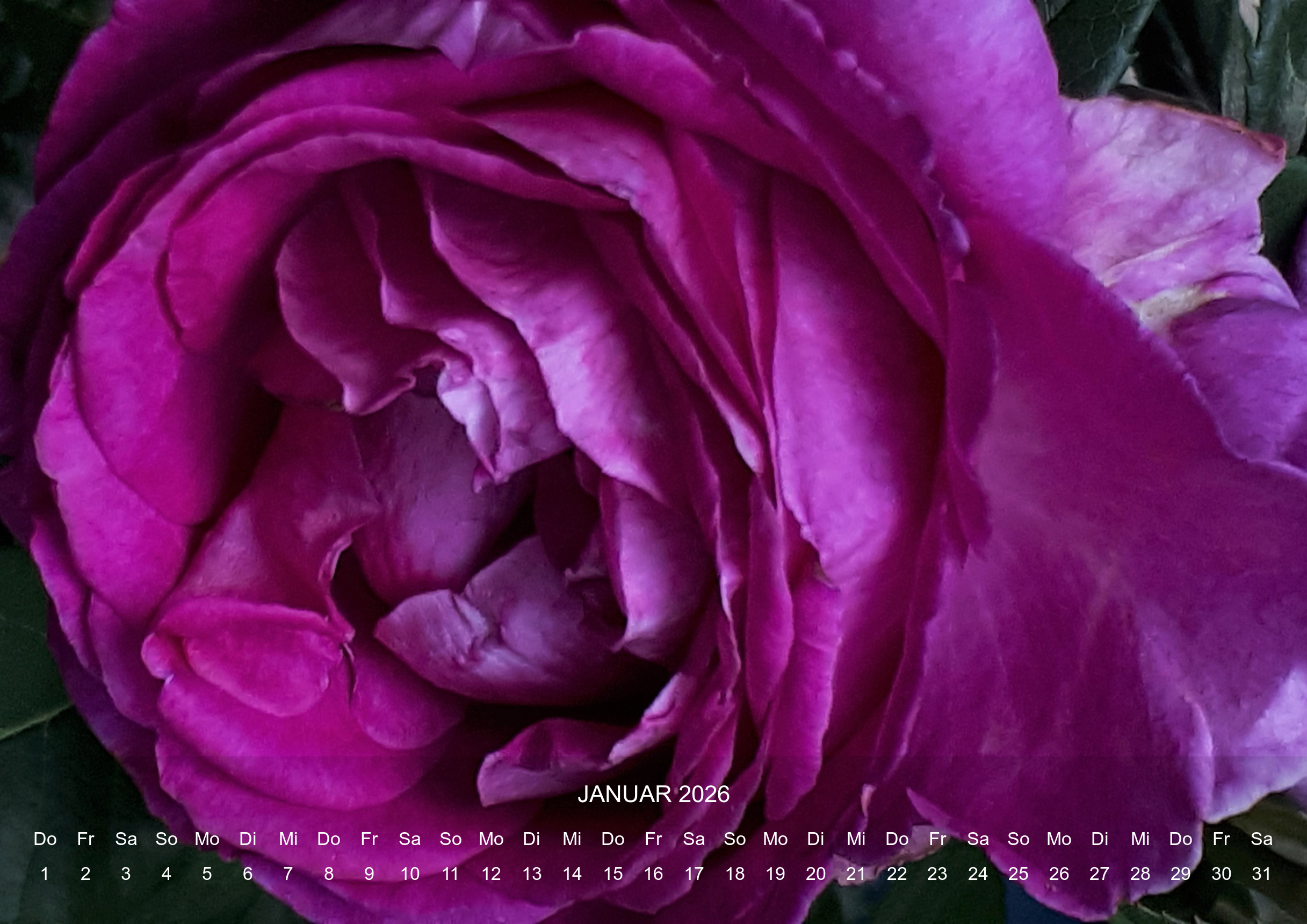 raxxa Premium-Monatskalender Rosencharme 2026 – Image 3