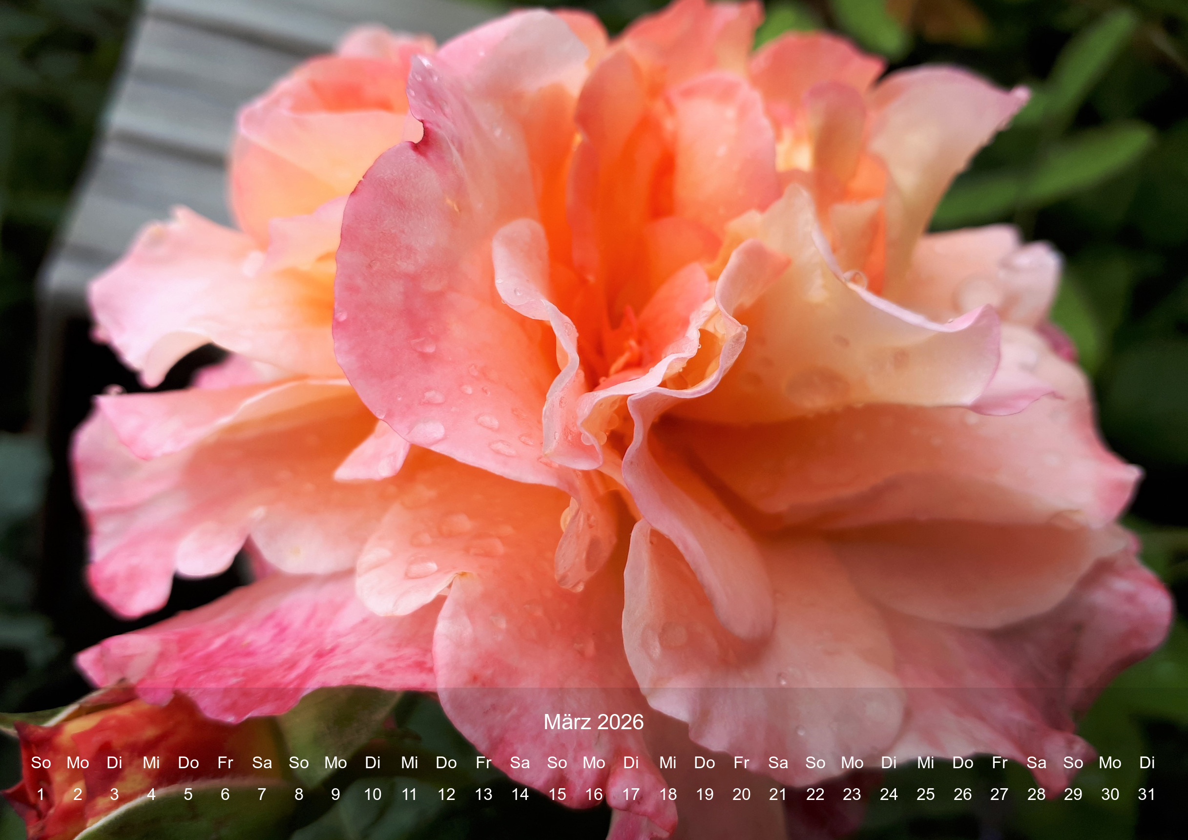 raxxa Premium-Monatskalender Rosencharme 2026 – Image 5