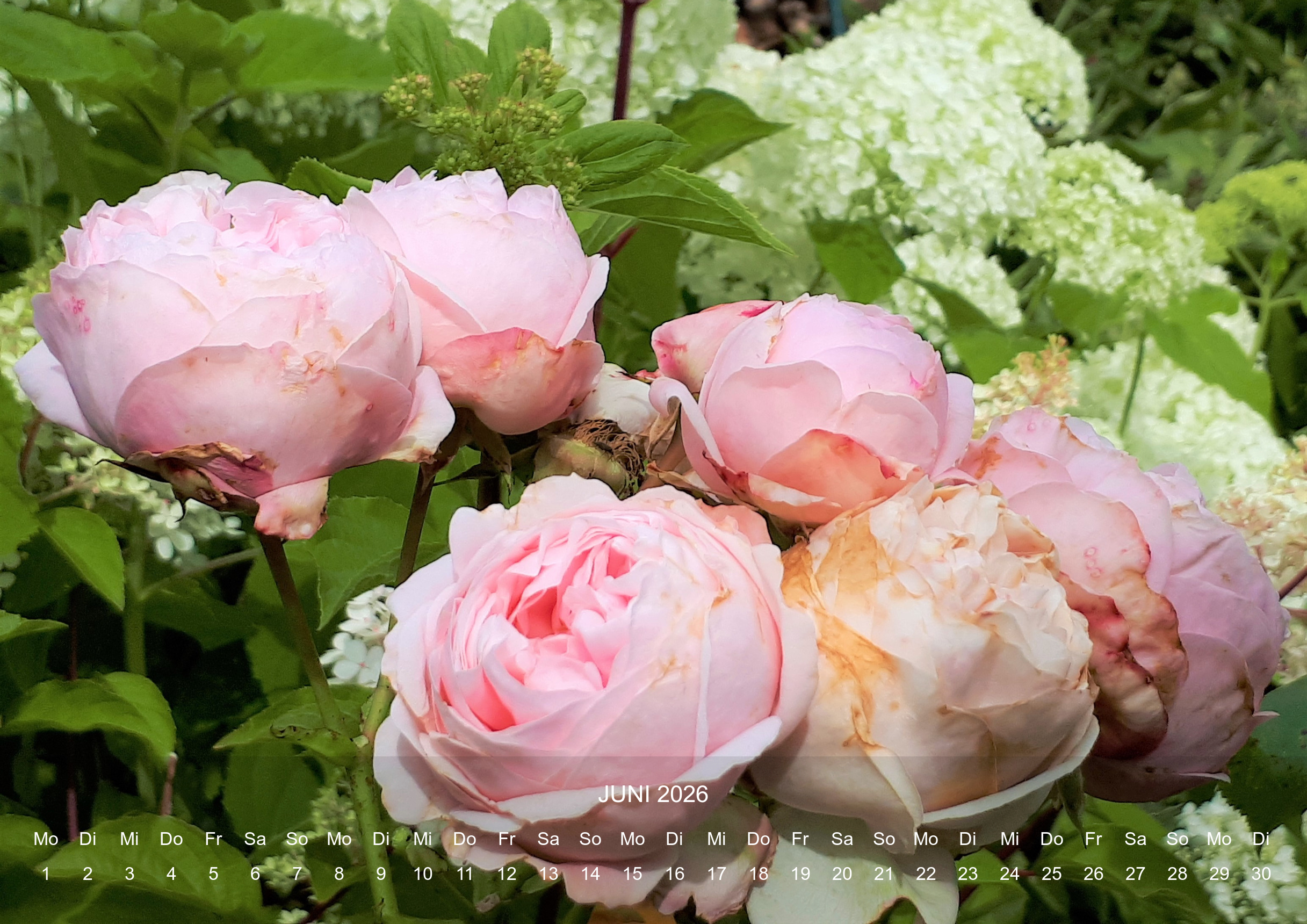 raxxa Premium-Monatskalender Rosencharme 2026 – Image 8