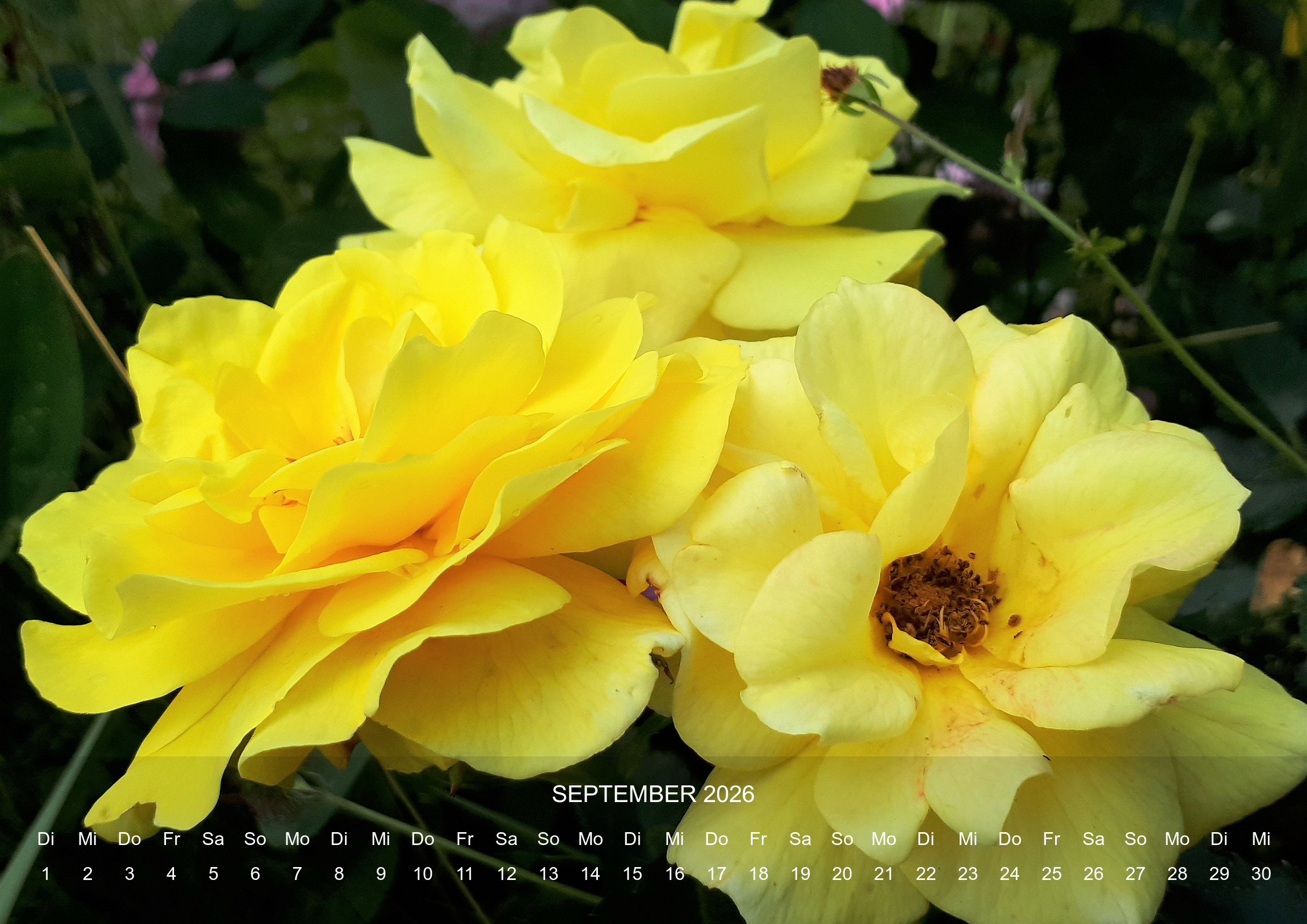 raxxa Premium-Monatskalender Rosencharme 2026 – Image 11