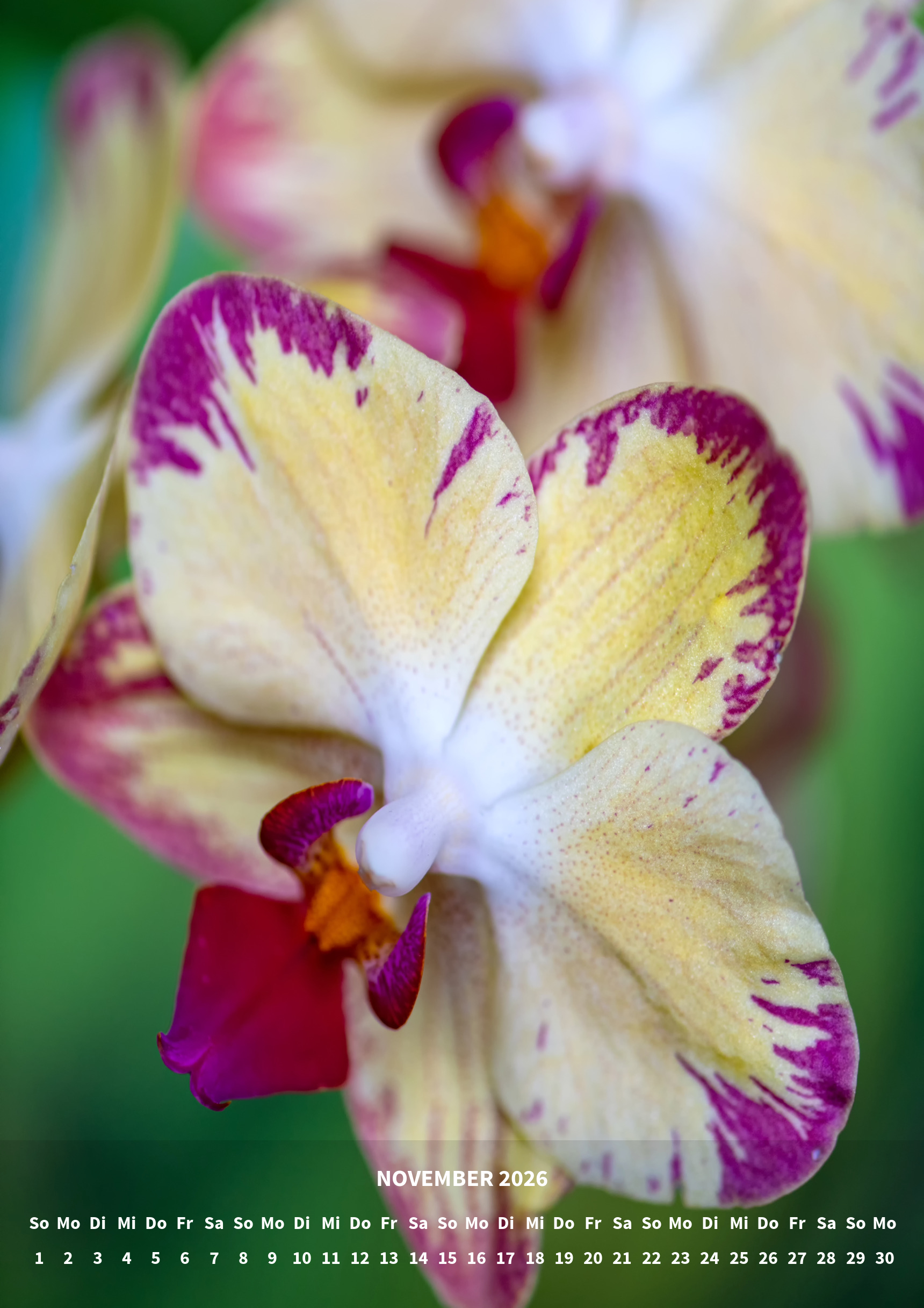 raxxa Premium-Monatskalender Orchideen 2026 - Imagen 13