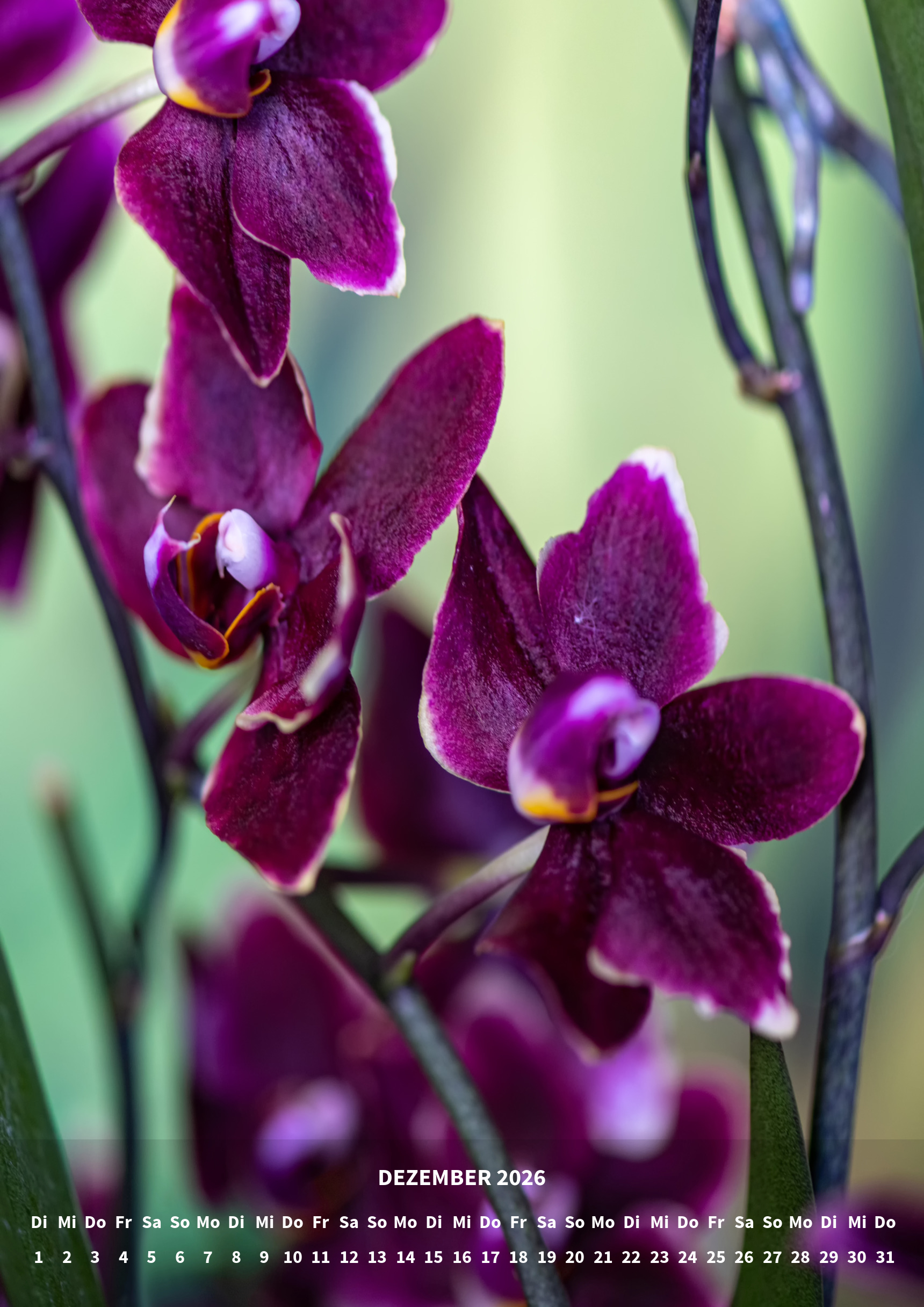 raxxa Premium-Monatskalender Orchideen 2026 - Imagen 14